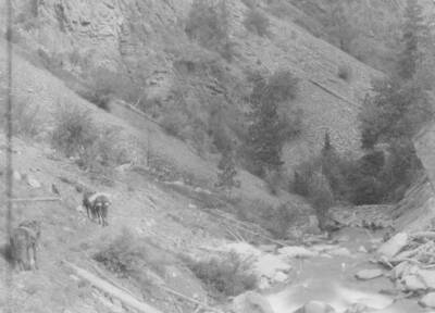 This image is part of a document titled 'Report upon the proposed Salmon River Forest and additions to Sawtooth, Bitterroot, and Lemhi Reserves, Idaho.' Collected by William T. Cox, 1904.