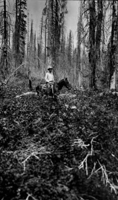Photo text: 'On ridge between Fish and Obia(?) Hungry, Creeks, north of mouth of Alder Creek. Sheep range - no reproduction.'
