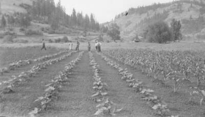 Photo caption: 'Dennie Williams of Stites, has a clean, Straight row garden. Part of the garden excursion group examines the patch.' This image is part of a report regarding farm organizations among tribes in Northern Idaho and the CCC-Indian Division.