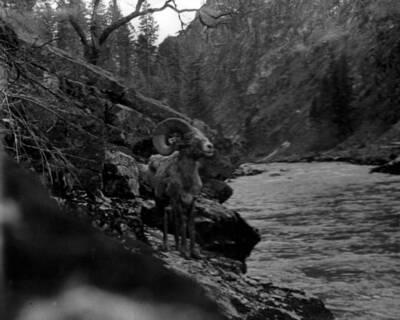 Big Horn sheep on Middle Fork of the Salmon River in the Salmon-Challis National Forest.