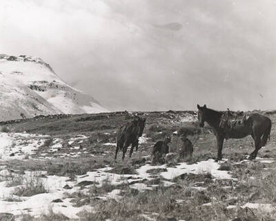 Photo text: 'WPA hunters after predatory animals (coyotes) in Oeyhee county, Idaho. Curing six years of operations, Idaho WPA hunters have accounted for 53,972 coyotes, 2,504 bobcats, 46 mountain lions, and one timber wolf at an average cost of less than $5.00 per predator.' Two men sit on hillside with horses.  Note: This image is part of a Work Progress Administration publicity series.