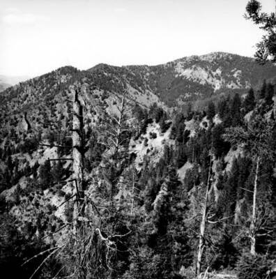 Hood Creek Area and slopes of Cougar Creek
