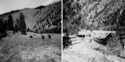 Photo text: 'Big Flat just upstream from McKay Bar known as the Haywire Wilson Place. Area is now staked by Clyde Painter. Stock shown in picture belongs to Al Ties who has private land across the river. A number of full grown pigs were also seen which belong to George Jefferies. No actual misuse by Painter was seen. The buildings are vacant. Whole set up shows almost complete lack of control by Forest Service.'