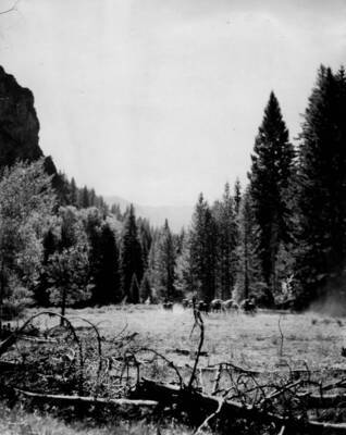 A string of pack animals travelling through Payette National Forest near Loon Creek.