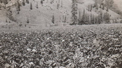 Photo caption: 'Potatoes growing in the Community gardens, near Orofino.' This image is part of a report regarding farm organizations among tribes in Northern Idaho and the CCC-Indian Division.