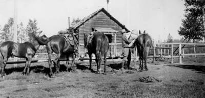 Unpacking pack train at Chamberlain Ranger Station