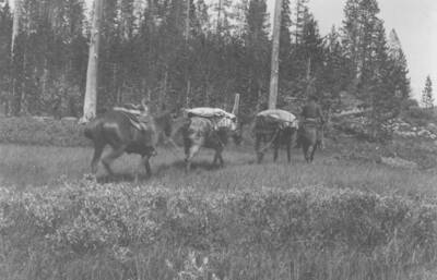 Photo text: 'Edge of Bear Valley, showing growth of lodgepole pine which surrounds the valley. Not yet grazed by sheep.' This is image is part of a report on the proposed Sawtooth Forest Reserve by Hugh P. Baker, 1904.
