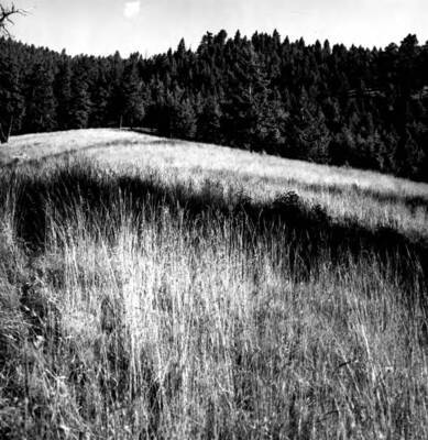 Photo text: 'Looking up Grassy Ridge finger above Middle Fork, approximately 559 degree slope. June 22, 1964.'