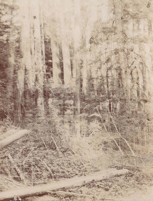 Photo text: 'White Pines on Township fifty-seven (57) North, Range four (4) West, Boise Meridian Idaho. ' Note: This image is part of a short series taken by Gifford Pinchot in Idaho's Priest River region.