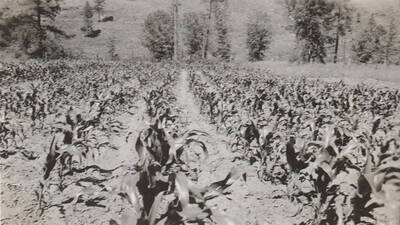 This image is part of a report regarding farm organizations among tribes in Northern Idaho and the CCC-Indian Division.