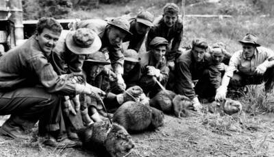 Beaver transplant release