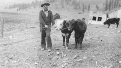 Photo caption: '4H Club member, Timothy Wheeler and his calves.' This image is part of a report regarding farm organizations among tribes in Northern Idaho and the CCC-Indian Division.