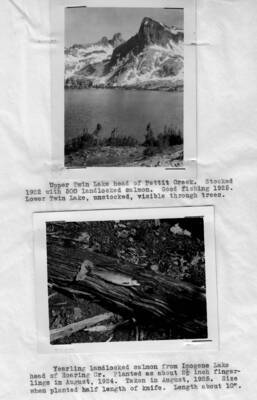 This image is part of a document titled 'Report upon the proposed Salmon River Forest and additions to Sawtooth, Bitterroot, and Lemhi Reserves, Idaho.' Collected by William T. Cox, 1904.