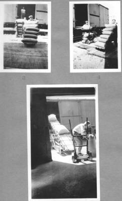 Photo text: 'Unloading whole oats from railroad car by hand trucks. Loading out a car lot of steam-crushed oats.' This image is part of a report by the United States Department of Agriculture Biological Survey on predation and pests.