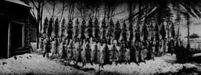 Photo text: 'Idaho National Forest, Idaho -- Skins of coyotes killed on the Forest.'