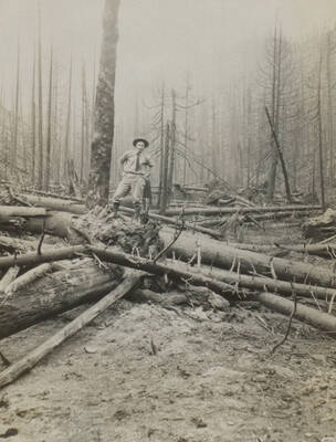 Man stands on burned, fallen timber over trail