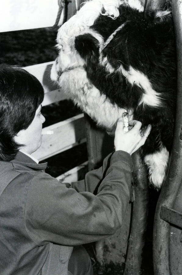 Student administering medicine to a cow.