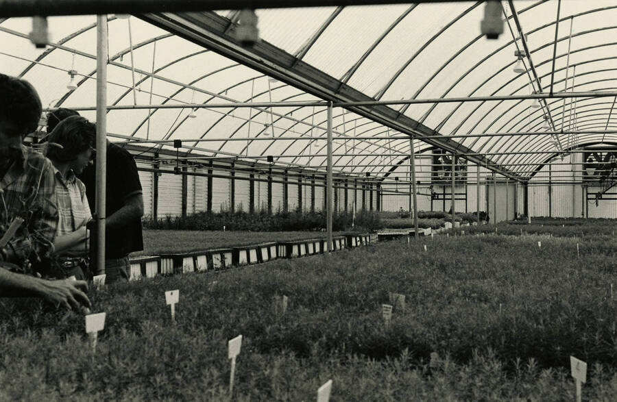 Students working inside of the U of I greenhouse.