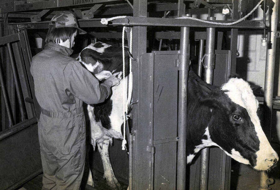 A student with a cow at the Caldwell Vet Training Center.