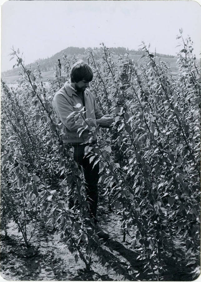 Kipp Kilpatrick examining a plant in a field.