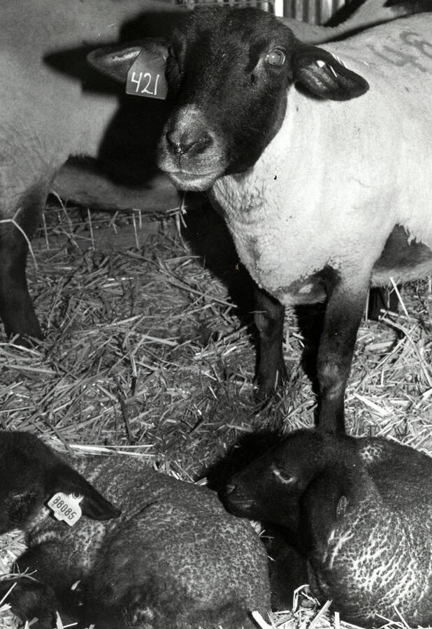 A sheep with two young lambs.