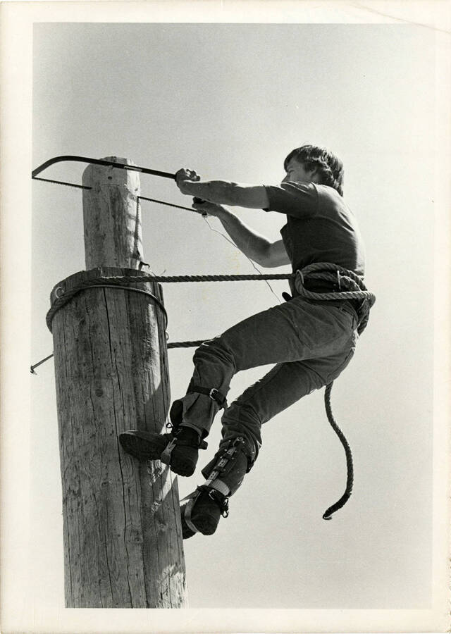 Student participating in  lumberjack competition by sawing a log in the air.