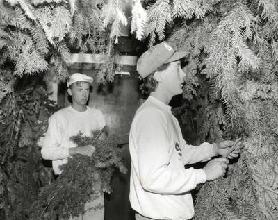 Students holding cut branches and surrounded by trees.