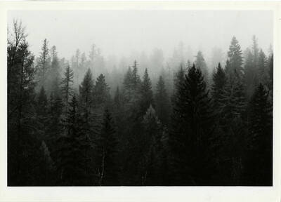 Treescape of the Shattuck Arboretum on the University of Idaho's campus.