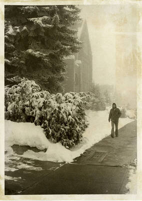Trees in front of the University of Idaho's Life Sciences Building covered in snow. Student walks on cleared sidewalk.