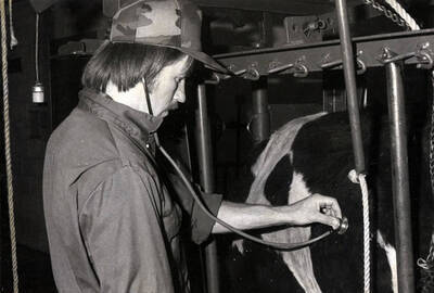 Caldwell Vet Training Center. Student listening to cow's heartbeat with stethoscope.