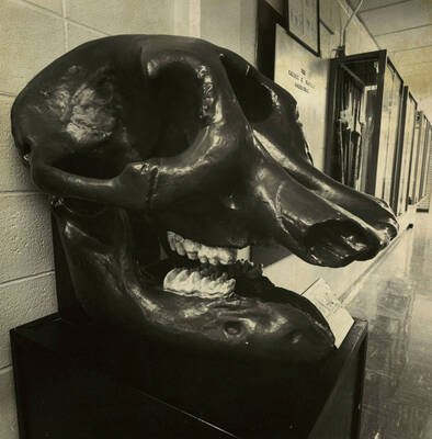 An elephant skull on display.