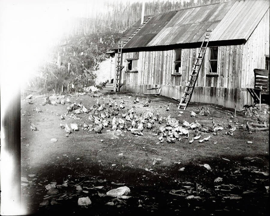 Picture shows chickens and ducks in a yard at Tarbox Mining Co., 1918