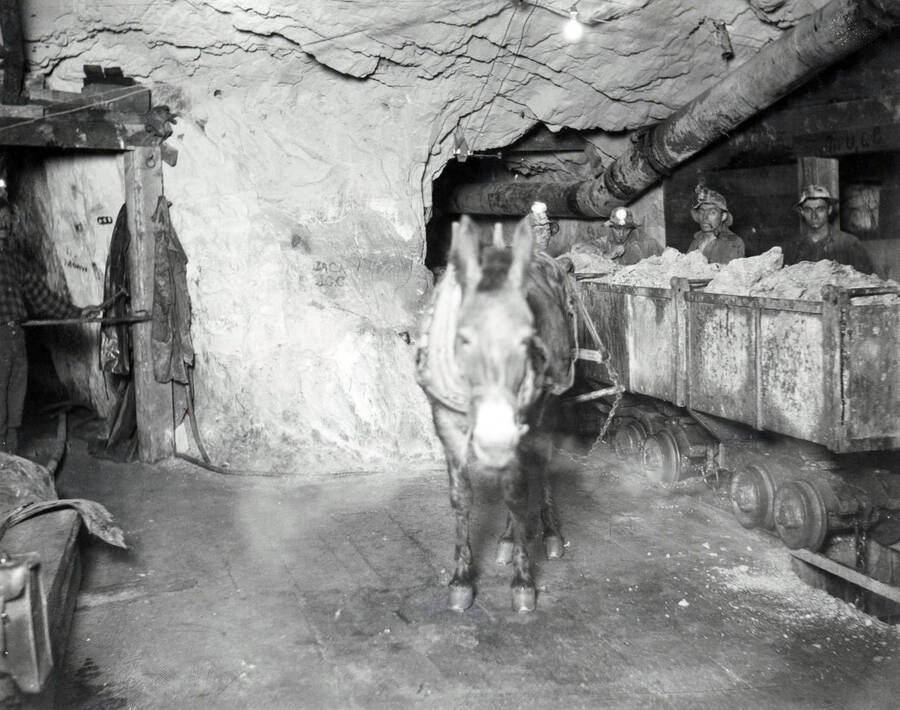 Interior of the Amazon Dixie Mine showing miners standing behind ore cars and a donkey.