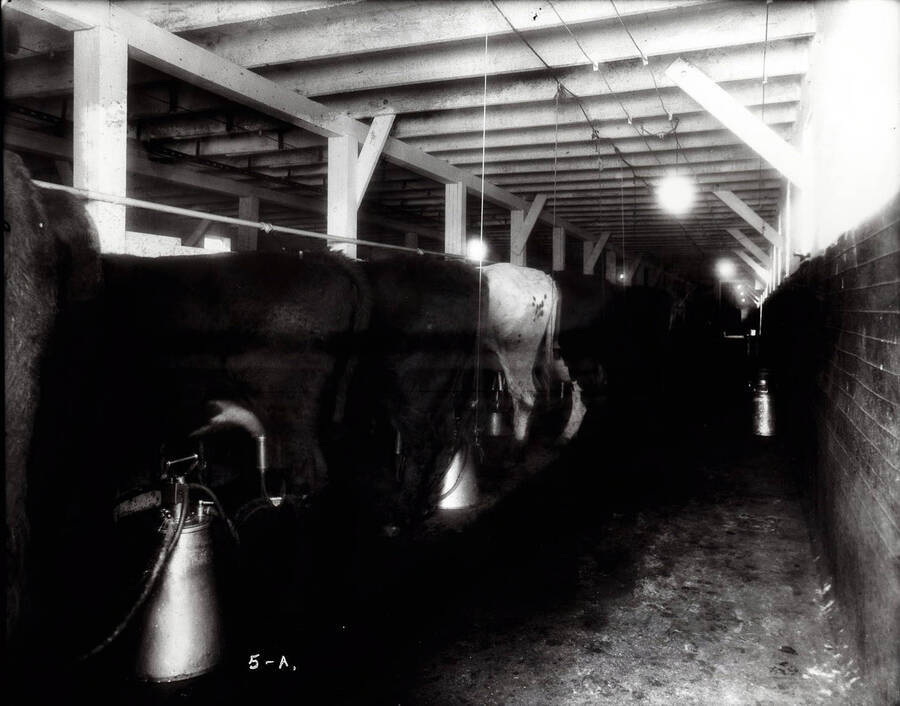 Interior view of a dairy where cows being milked by machine.