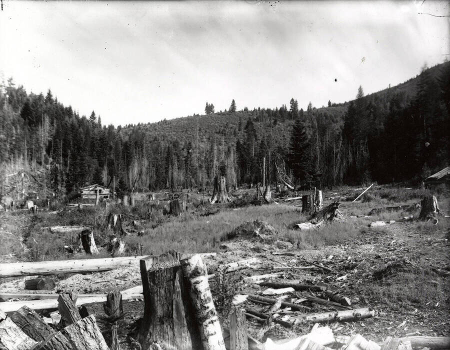 View of land that has been logged, with a cabin in the distance.