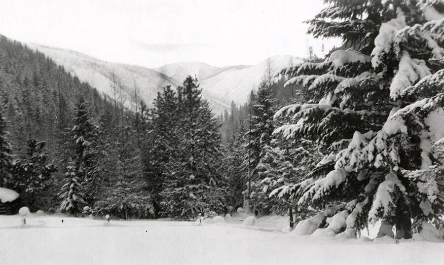 View of the mountains and trees, covered in snow.