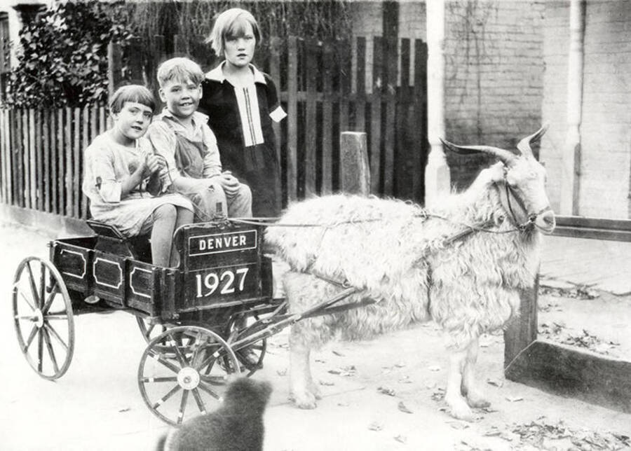 Two children sitting in, and one standing next to, a wagon that is being drawn by a goat.