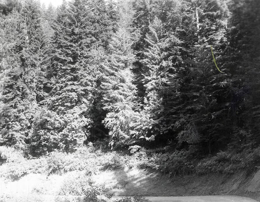 View of the trees at the North Fork of the Coeur d'Alene River.