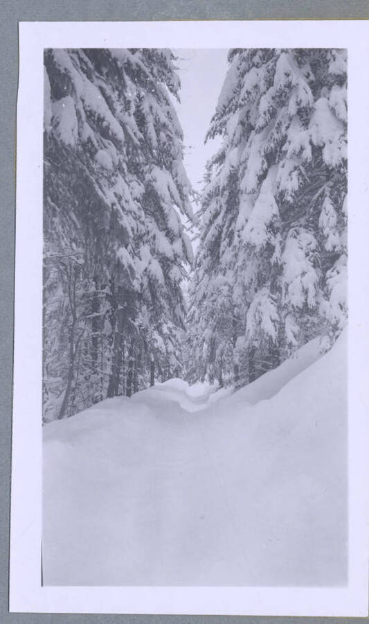 A snow-covered road. Photograph taken for T. Lewis