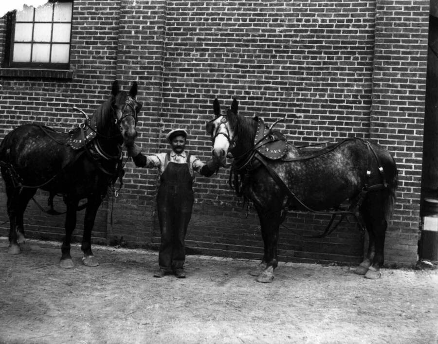 Man stands with two horses from Sunset Brewery.