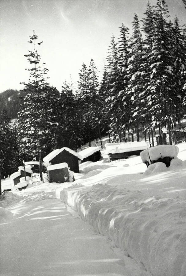 Snow-covered sheds and trees at Tobs Cabin near Wallace, Idaho.