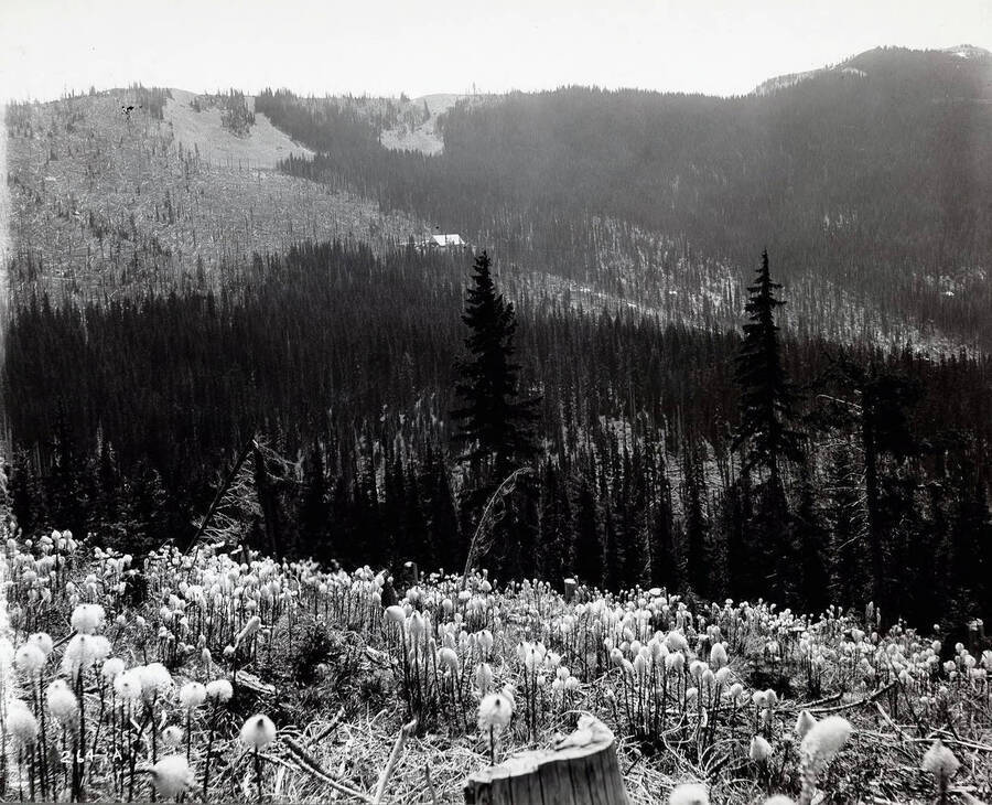 Scenic, distant, view of the Laclede Mine property. Blooming bear grass can be seen in the forefront of the photo. Caption from front: "Laclede Mine and Hercules Mine (from West), Burke. Between Hercules and Tamarack - Custer."