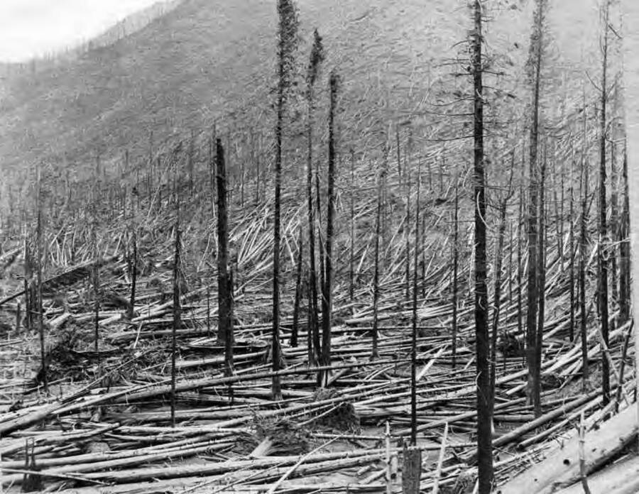 Image shows burned timber on the Little North Fork, St. Joe River after the fire. 1910 Forest fire