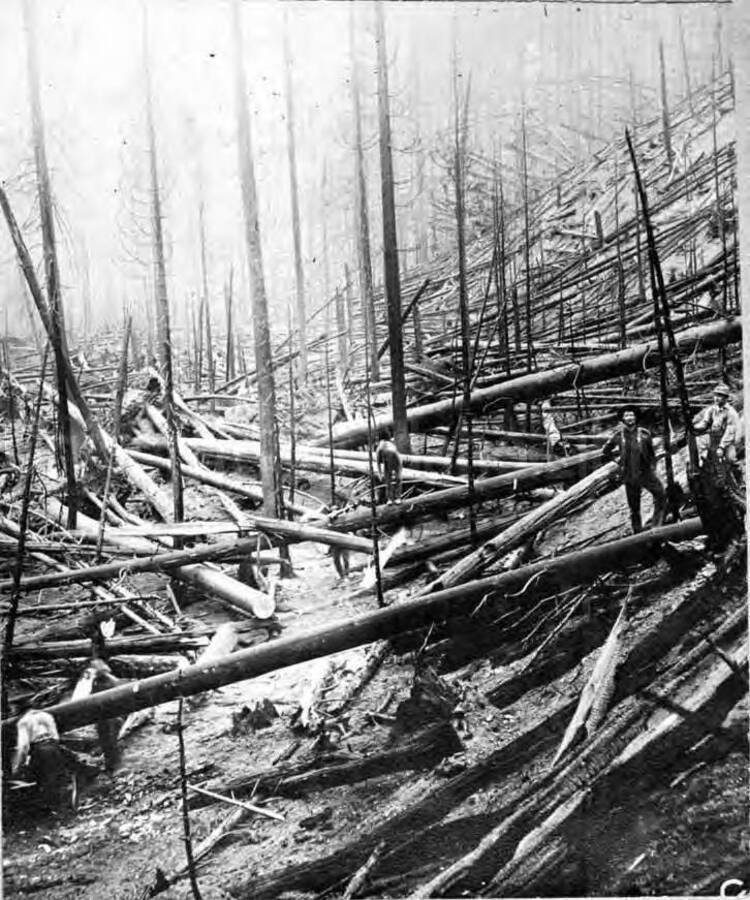 Image shows a trail crew cutting out burned timber. 1910 Forest fire
