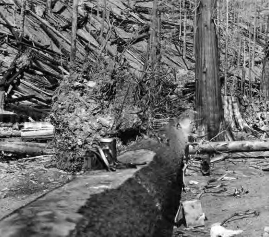 Image is of the big pine that killed three men, Big Creek. 1910 Forest fire.