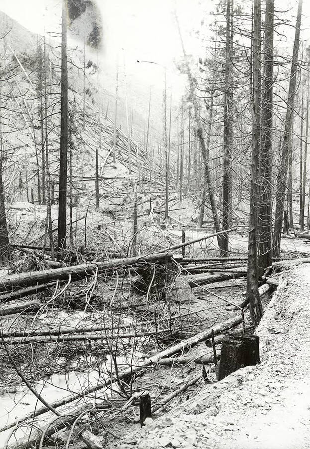View of Placer Creek in Wallace, Idaho after the "Big Burn" forest fire in 1910.