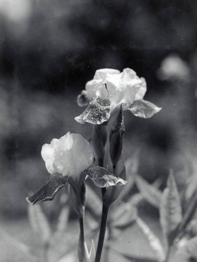A picture of an iris, which was taken at Mrs. Mallow's in Wallace, Idaho.