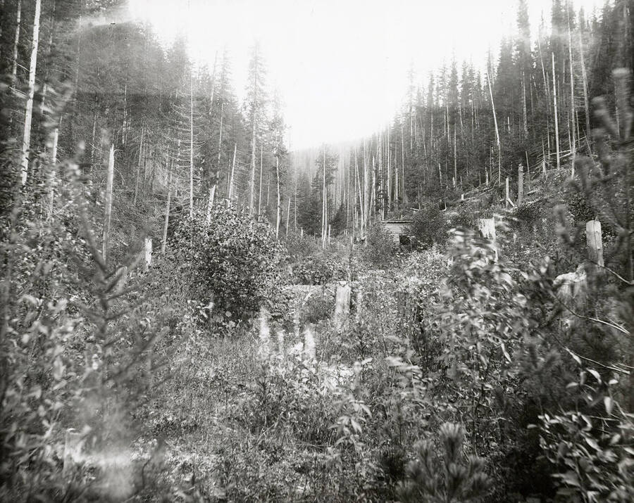 View of Daisy Gulch, which is located on the north side of the Coeur d'Alene Mining District.