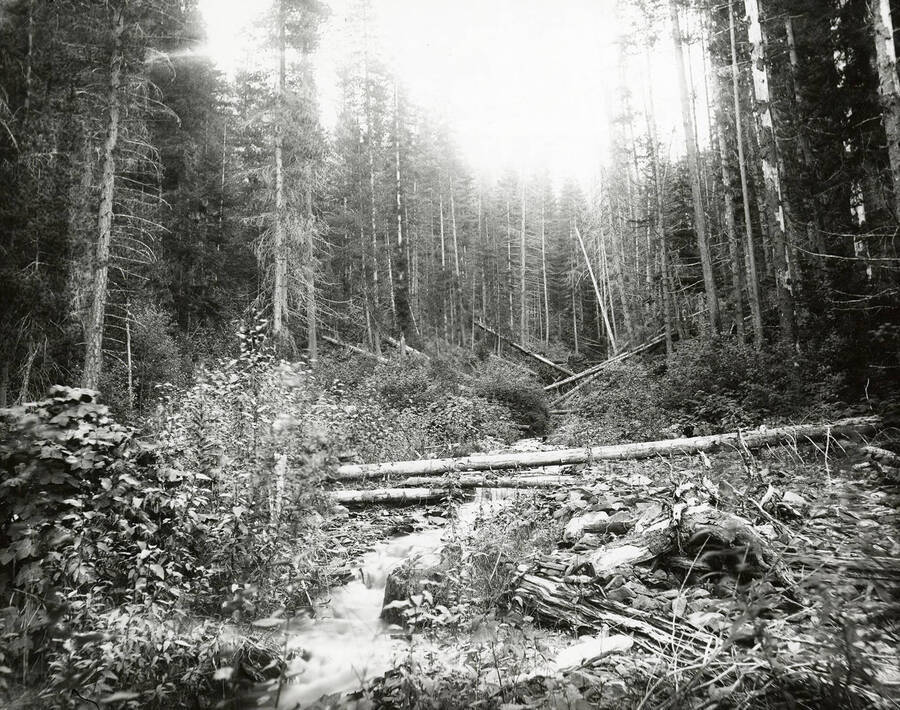 View of Bedrock Gulch, which is located on the north side of the Coeur d'Alene Mining District.