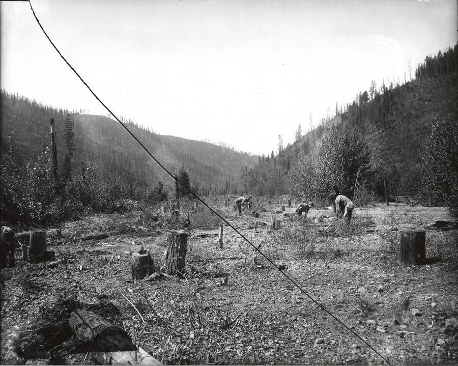 North side, Coeur d'Alene Mining District (Murray area). Men can be seen preparing the deposit beds for panning. The cracked negative was held together with clear tape before the photograph was printed.